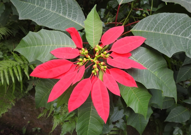 聖誕紅葉子捲曲