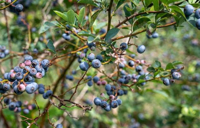 藍莓水耕 藍莓水耕