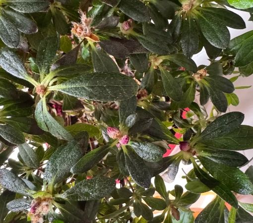 花苞施肥 花苞施肥