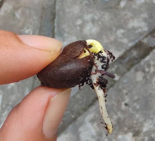 茶花種植方法 茶花種植方法