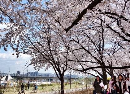 汝矣島櫻花現況