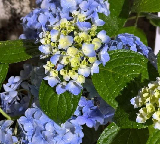 繡球花養護 繡球花養護