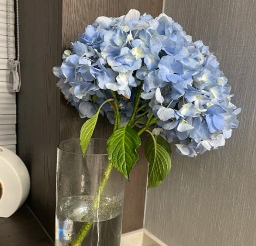 繡球花水培 繡球花水培