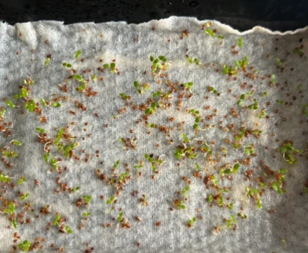 發芽方法 發芽方法