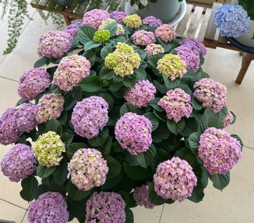 繡球花養護 繡球花養護