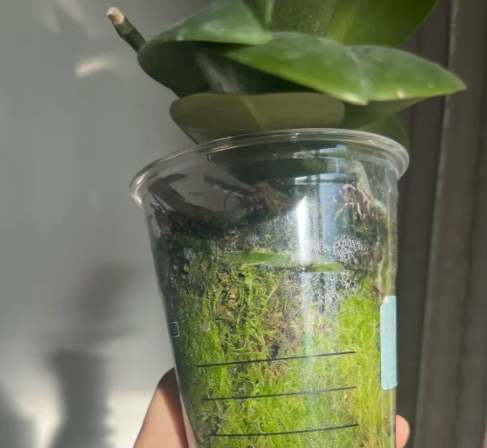 蘭花介質選擇 蘭花介質選擇