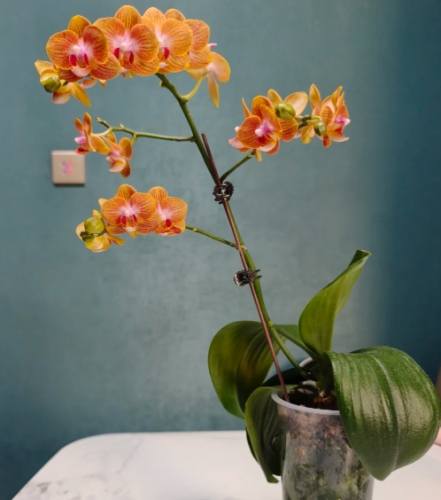 蘭花葉子變軟 蘭花葉子變軟