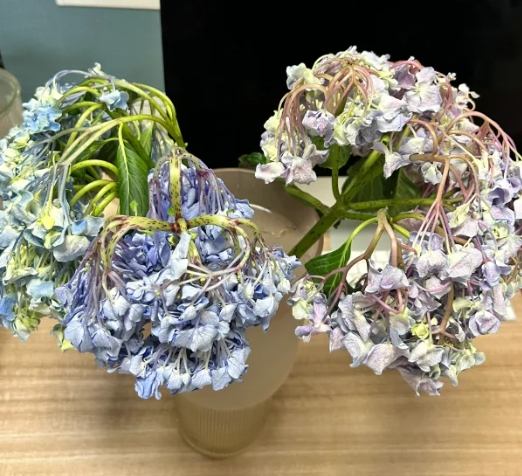 繡球花護理 繡球花護理