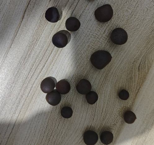 茶花種子發芽 茶花種子發芽