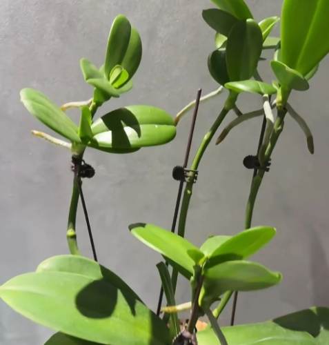 蘭花繁殖方法 蘭花繁殖方法