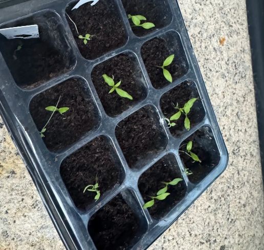 種子快速發芽 種子快速發芽