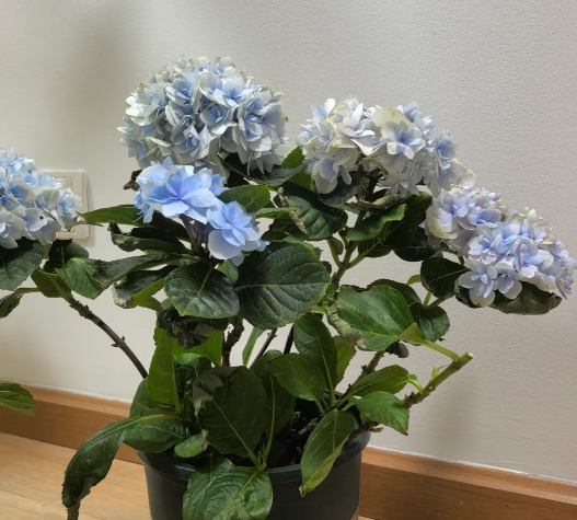 繡球花養護 繡球花養護