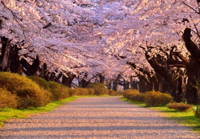 仁川賞櫻 仁川賞櫻