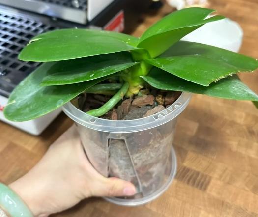 蘭花養護方法 蘭花養護方法