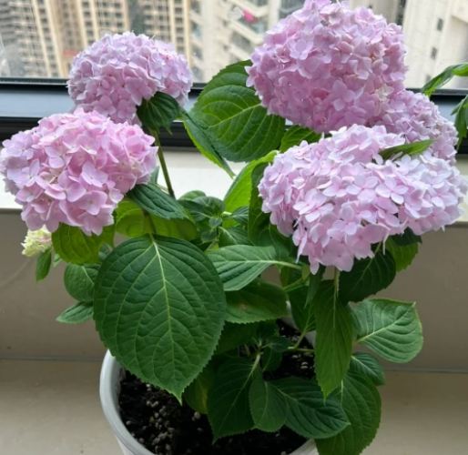 繡球花種植 繡球花種植