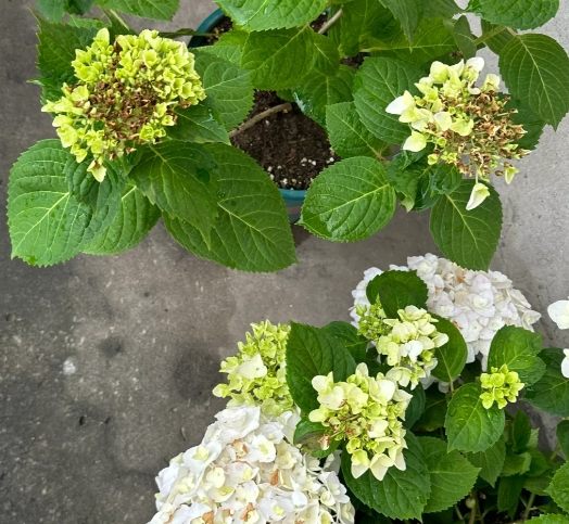 植物急救 植物急救