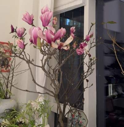 玉蘭花澆水頻率 玉蘭花澆水頻率