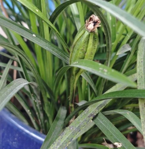 蘭花繁殖方法 蘭花繁殖方法