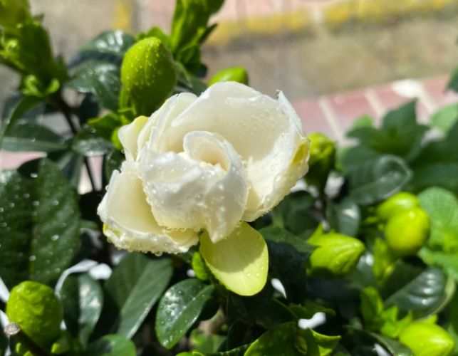 植物開花促進 植物開花促進