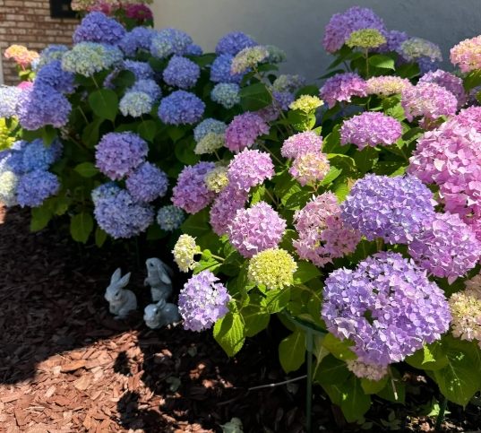 繡球花種植光照 繡球花種植光照