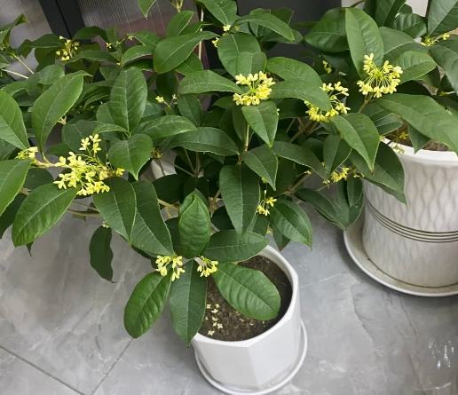 桂花養護 桂花養護