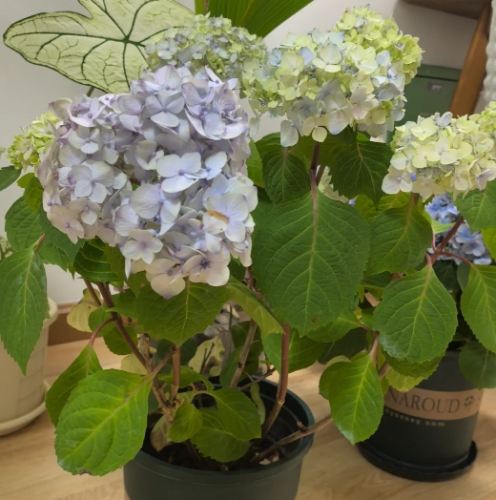 盆栽植物照顧 盆栽植物照顧