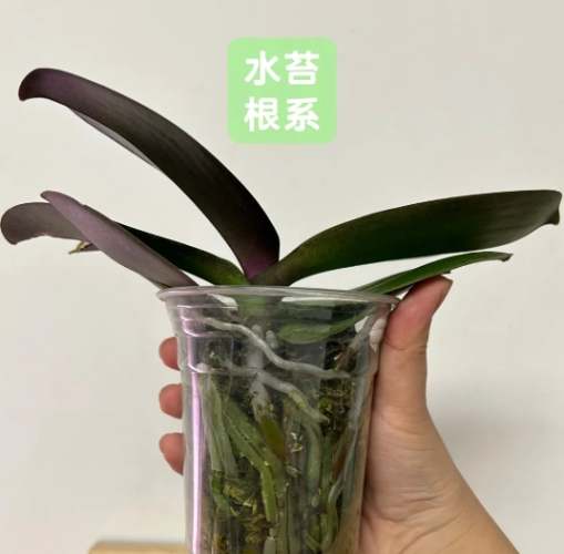 蘭花介質選擇 蘭花介質選擇