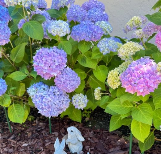 繡球花日照 繡球花日照