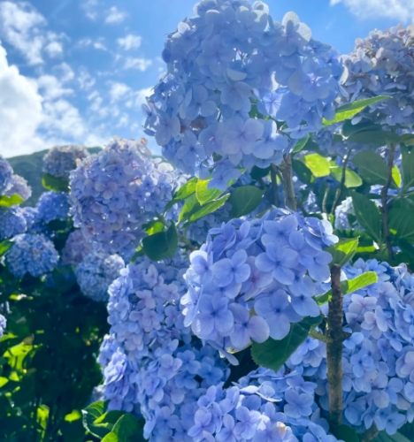 繡球花養護 繡球花養護