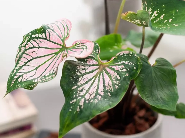 彩葉芋可以放室內嗎？