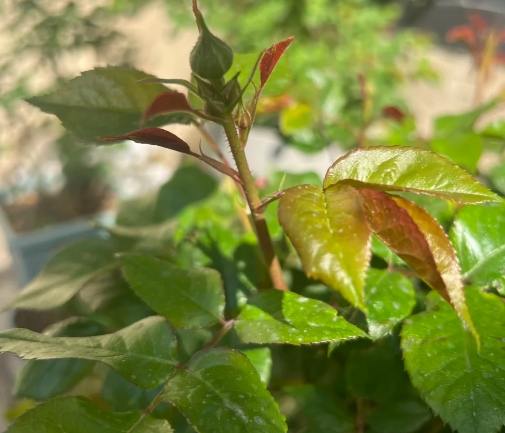 植物養護 植物養護