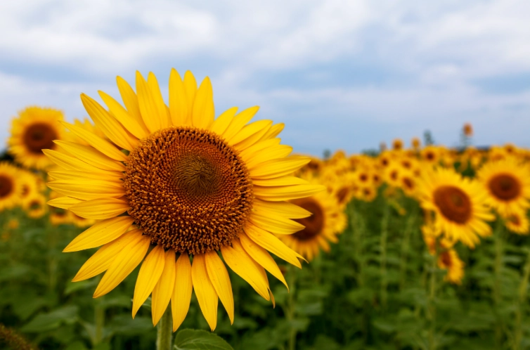 向日葵播種技巧 向日葵播種技巧