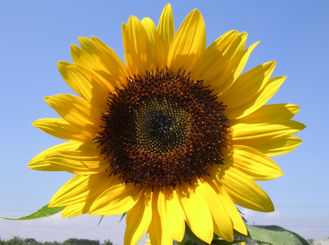 向日葵種子發芽時間