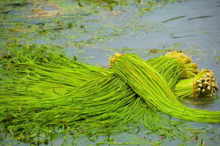 水蓮種植技巧 水蓮種植技巧
