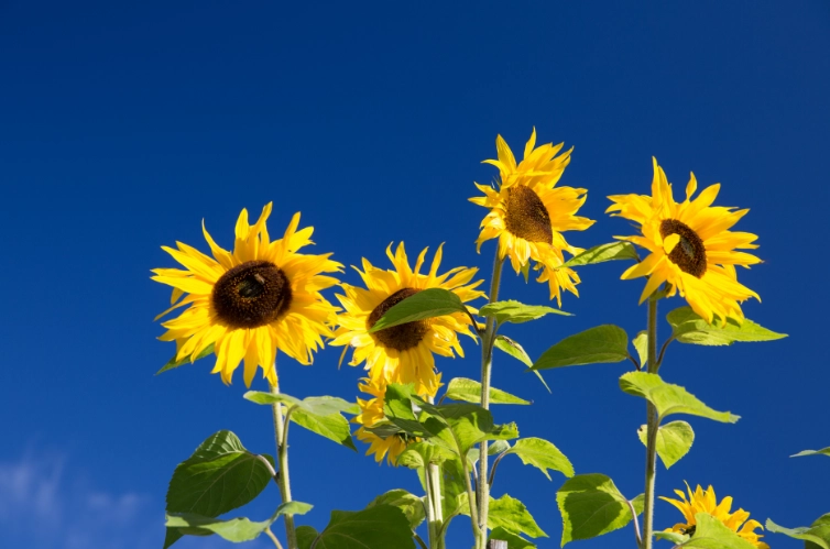 向日葵分株繁殖 向日葵分株繁殖