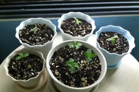 向日葵照顧方法 向日葵照顧方法