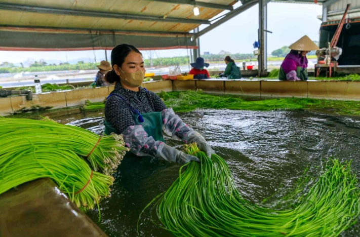 水蓮養護技巧 水蓮養護技巧