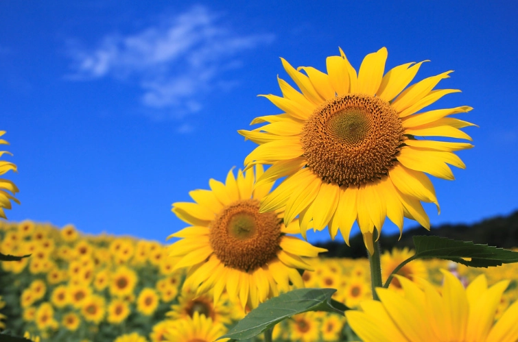 向日葵分株繁殖 向日葵分株繁殖