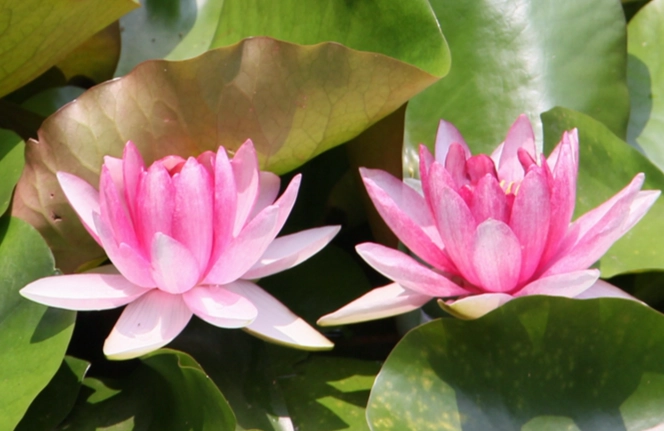 水蓮種植常見問題 水蓮種植常見問題