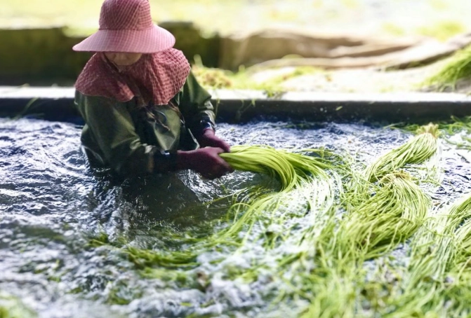 水蓮種植技巧 水蓮種植技巧