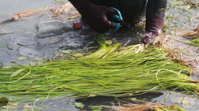 水生植物養護 水生植物養護