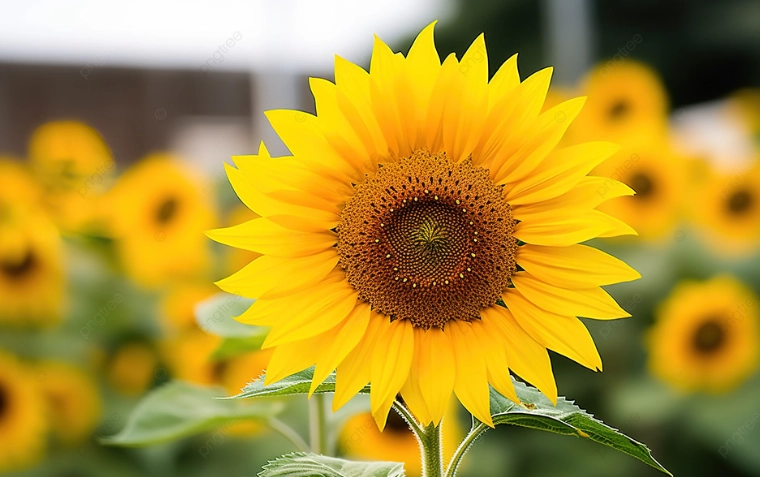 向日葵播種技巧 向日葵播種技巧