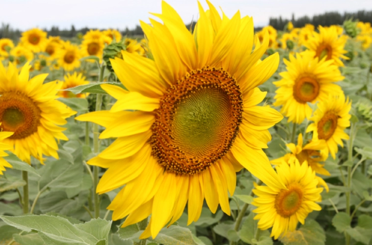 向日葵種植技巧