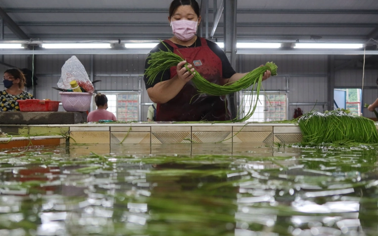 水生植物養護 水生植物養護