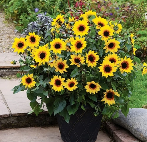 盆栽向日葵技巧 盆栽向日葵技巧