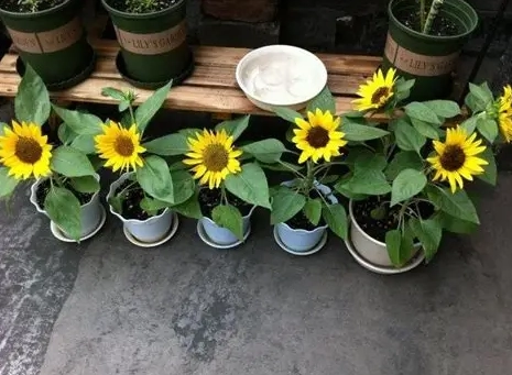 向日葵照顧方法
