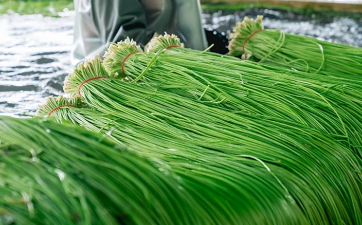 水蓮養護技巧 水蓮養護技巧
