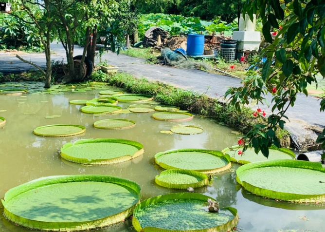 水蓮種植常見問題 水蓮種植常見問題
