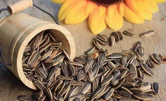 向日葵種子泡水 向日葵種子泡水