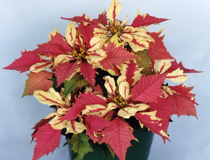 聖誕紅葉子變紅方法